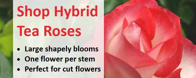 Shop for Hybrid Tea Roses 2